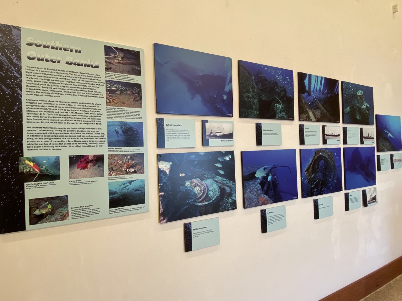 underwater photography exhibit on wall